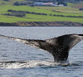 Iceland Allows Whale Hunting for Another Five Years