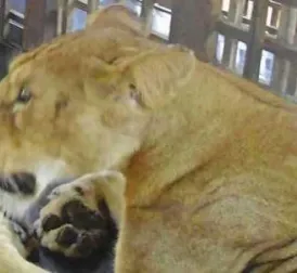 Lion kills zookeeper (35) bringing food: 'Grabbed by the neck'