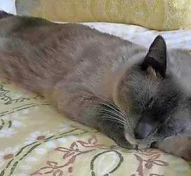 Lost Cat Travelled Nearly 1300 Kilometers to Return Home After Camping Trip