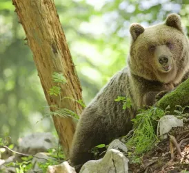 Man (55) killed by bear in Tatra Mountains in Slovakia