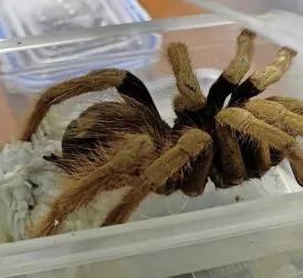 Man Caught Smuggling 300 Tarantulas Tied to Body at Airport