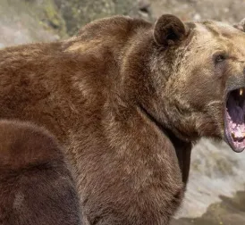 Man critically injured by brown bear while picking mushrooms in Slovakia