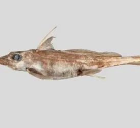 New Species of Dragonfish Discovered near New Zealand: Exciting Find