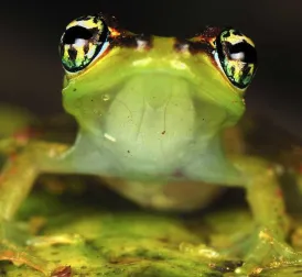 New Species of 'Star Trek Frogs' Discovered in Madagascar