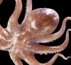 Octopuses Could Evolve to Build Underwater Civilizations, Oxford Professor Predicts