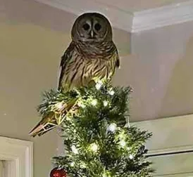 Owl surprises family by entering house through chimney and perching on top of Christmas tree