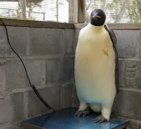 Penguin Gus on the Road to Recovery After Unintended 3,500 Kilometer Journey to Australia