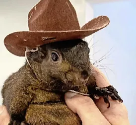 Popular Squirrel Peanut Seized by Animal Protection after Instagram Videos