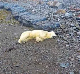 Rare Polar Bear Found in Iceland, Shot Dead: 'Not Something We Like to Do'