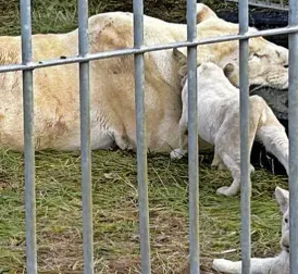 Rescue mission saves adult lions and nine cubs from French circus