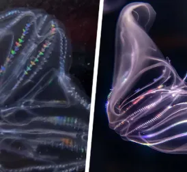 Researchers discover wounded jellyfish can merge together to form a healthy individual