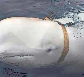 Russian Spy Beluga Whale Gets Own BBC Documentary: 'Hvaldimir Guarded Ships'