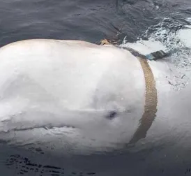 Russian 'spy whale' likely died from infection