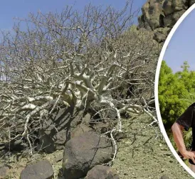 Scientists Grow Biblical Miracle Tree from 1000-Year-Old Seed