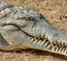 Spitssnout Crocodile Captured near Bonaire Identified as a Cuban Crocodile