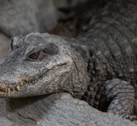 Spitssnout Crocodile Captured on Bonaire Dies