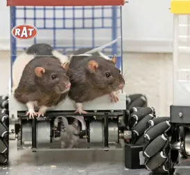 Study on 'racing' rats: 'They deliberately take detours'