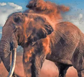 'Super Tuskers' in Danger: Unique Type of Elephants Threatened