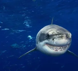 Surfer (61) Attacked by Shark in Hawaii