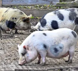 Teenage Girl Found Dead in Pigsty After Neighbor Assault in Russia