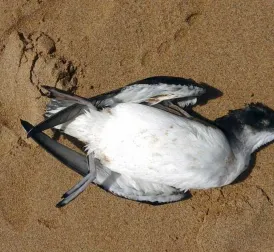 Thousands of Dead Seabirds Washed Up on Australian Coastline, Scientists Baffled