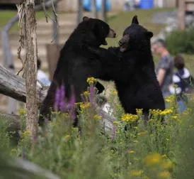 Tragedy Strikes as Black Bear Dack is Killed by Fellow Bear at Pairi Daiza Zoo