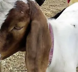 US police pay $300,000 for goat mistakenly taken from 9-year-old girl