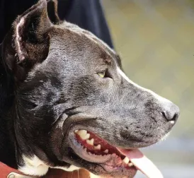 Woman (34) Loses Arm After Brutal Attack by Her Own Dog in Townsville