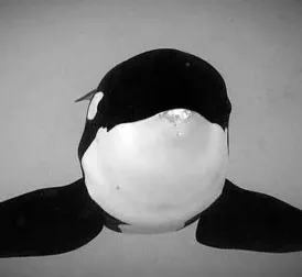 World Famous Orca Keto (29) Dies After Fatally Attacking Own Caretaker