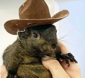 World-Famous Squirrel Peanut Euthanized by Authorities