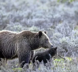 World's Most Famous Grizzly Bear Dies in Car Accident