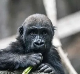 Young gorilla Eyare dies in Calgary zoo after tragic accident