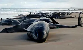 157 Orcas Stranded in Tasmania: Largest Stranding in Fifty Years