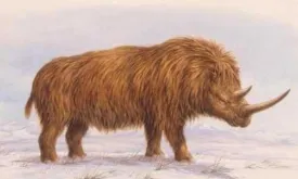 32,000-Year-Old Woolly Rhinoceros Found in Good Condition in Russia: 'Chance of 1 in 10,000'