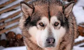 7-year-old Belgian Boy Dies After Attack by Five Sled Dogs in Front of His Mother