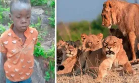 8-Year-Old Boy Survives Five Days in Wildlife Reserve Full of Lions and Elephants