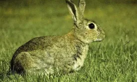 Animal Rights Group Offers Reward for Information on Rabbit Shootings