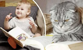 Are Cats Smarter Than Babies? Study Shows Cats Learn Words Faster Than Infants