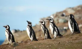 Argentinian Farmer Sentenced for Killing Over a Hundred Penguin Chicks