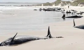 Australia to Euthanize Beached Whales