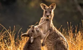 Australian Charged with Killing Nearly 100 Kangaroos