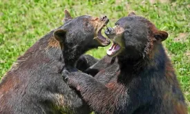 Bear Kills Another Bear During Intense Fight at Belgian Zoo