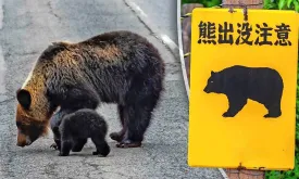 Bear storms Japanese supermarket and injures employee, captured after two days