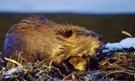 Beavers Save Czech Government 1.1 Million Euros by Building Dams