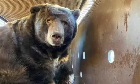 Black Bear Seeks Refuge in Los Angeles Home After Wildfires