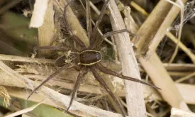 British Zoo Releases Giant Spiders: 'As Big as a Hand'