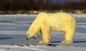 Canadian man jumps on polar bear to save his wife, neighbor also helps