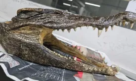 Canadian Tourist Caught at Customs with Crocodile Skull in Suitcase