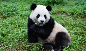 China Resumes 'Panda Diplomacy'; Washington Welcomes Two New Bears