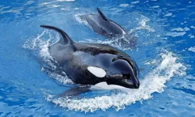 Closure of Europe's Largest Dolphinarium in Antibes Raises Concerns for Orca Welfare